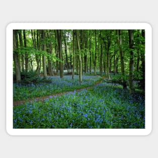 Bluebell Forest, East Sussex Sticker